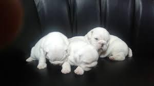 Cachorritos Bulldog Ingles