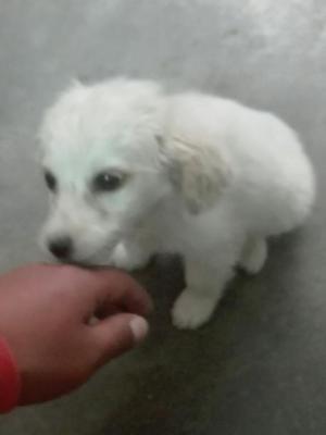 Cachorro Cocker