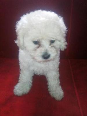 Cachorros Bichon Frise