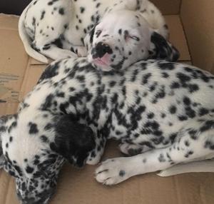 Cachorros Dalmata