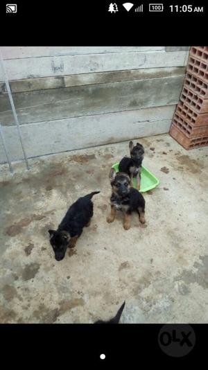 Cachorros Pastor Alemán en Illimo