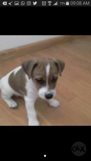 Charro Jack Russel