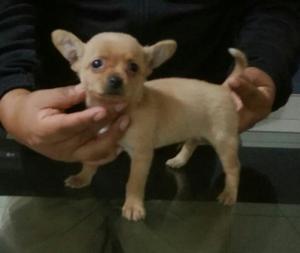 Chihuahua Macho 4 Meses