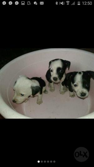 Chihuahuas Cruce con Jack Russell