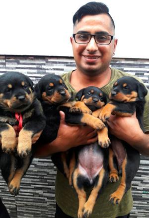 Disponibles Cachorros Rottweilers Alemán