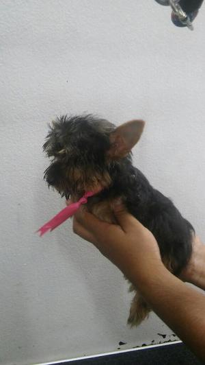 Finos Yorkshire Terrier Toy Foto Real