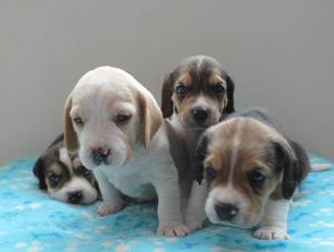Hermosos beagle tricolor y bicolor