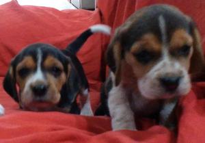 Hermosos beagles dos meses, vacunados y desparacitados,