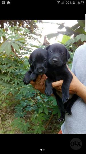 Labrador Negro