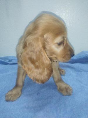 Oferto Cocker cachorro