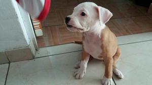 Perrita Pitbull