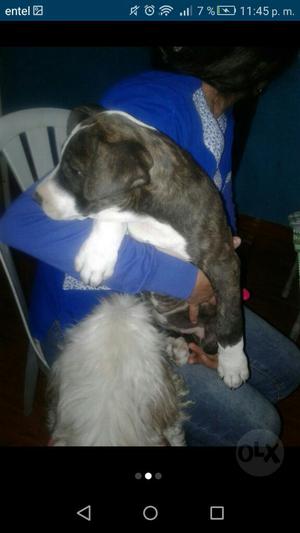 Pitbull Fusion