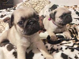 Pug Carlino
