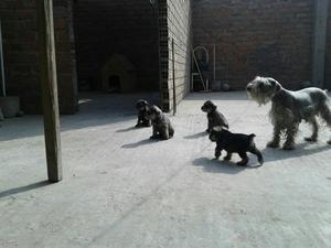 Schnauzer