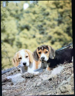 Se Vende 2 Cachorros Beagle Hembra