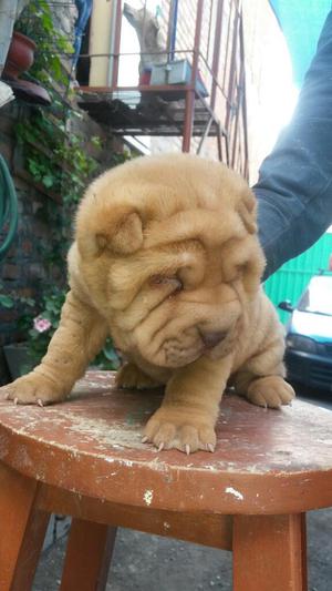 Sharpei Bien Arrugados