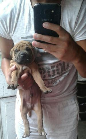 Sharpei Cachorro