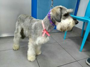 Snahuzer Hembrita en Adopción