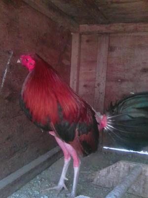 Vendo Gallos Pollos Y Gallinas de Linea