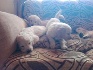 Vendo Hermosos Cachorros