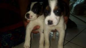 Vendo Hermosos Cachorros Jack Russell.