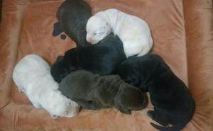 Vendo Lindos Cachorros Labrador