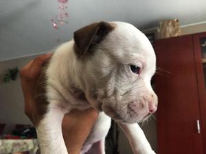 Venta Cachorro Fusion