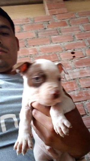 Venta de Cachorros Pitbull Red Nose