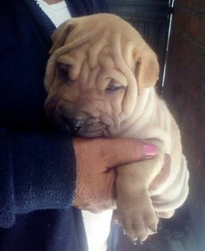 Venta de Cachorros Shar Pei