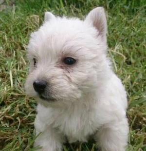 West Highland White Terrier con Pedigree