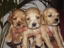 cocker spaniels caramelos desparasitados orejones de casa