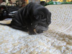 sharpei cachorra