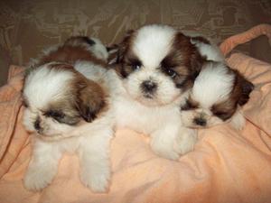 shitzu lindos cachorritos enanitos mini blancos con marron