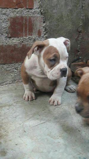 American Bully