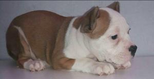 American Bully Cachorras