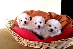 Bellos Bichon Frise Hembra Machos