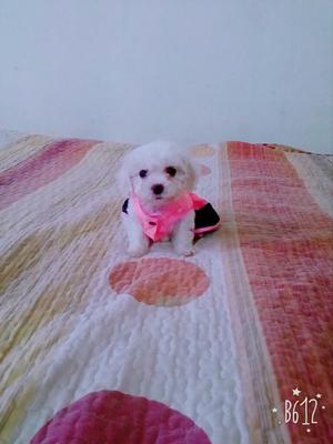 Bichon Frise