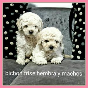 Bichon Frise