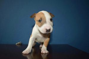 Bullterrier Macho 5meses Vacunas Complet