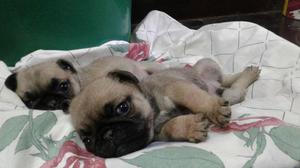 CACHORROS PUG