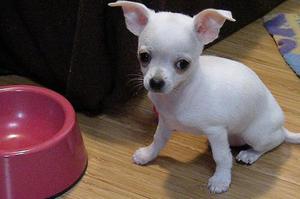 CHIHUAHUA TOY