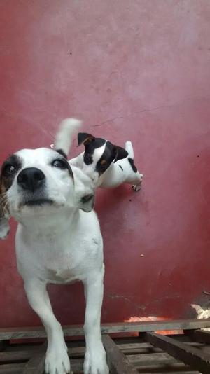 Cachorros Jack Russels