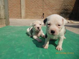 Cachorros Pitbull