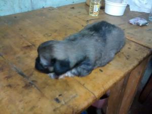 Chih Tzu Cachorra en Venta