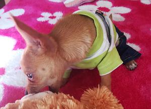 Chihuahua