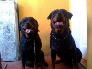 Doy en Adopcion Mi Cachorro Rottweiler