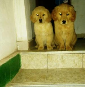 Golden Retriever con Pedigree