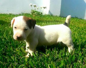 Jack Russell Vendo