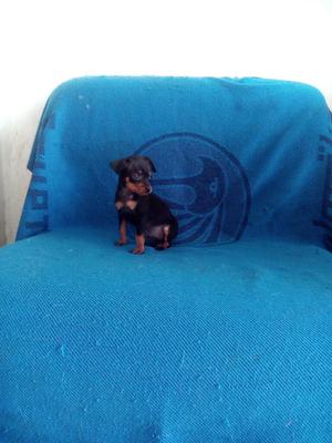 Pinscher Mini