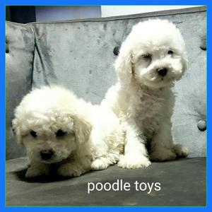 Poodle Bebes Toys